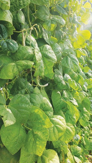advantages-of-growing-pole-beans-instead-of-bush-beans